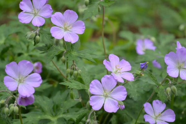 Geranium Maculatum