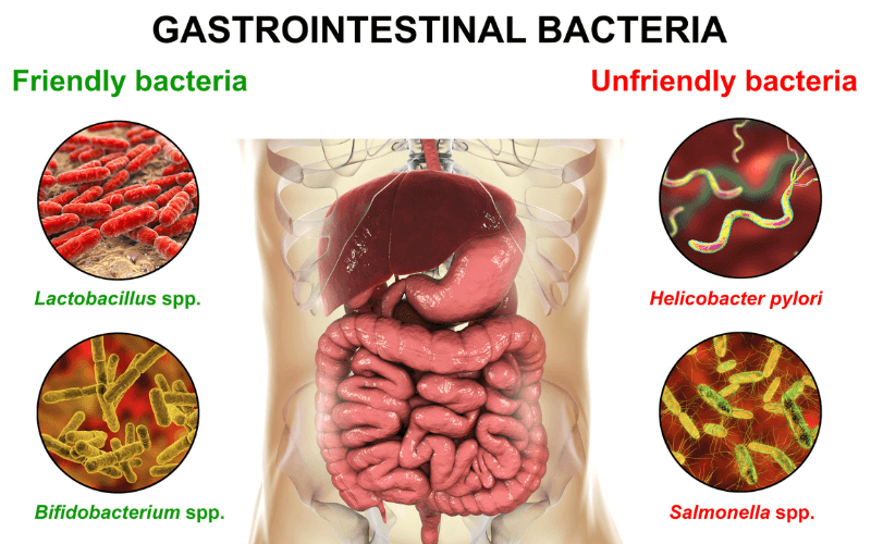 Friendly and Unfriendly Gut Bacteria