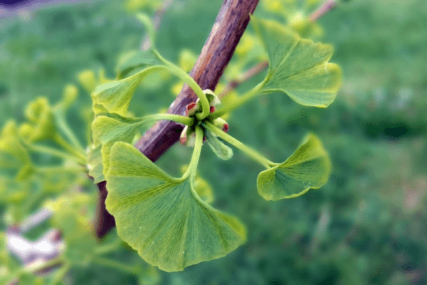 Ginkgo biloba sprouts