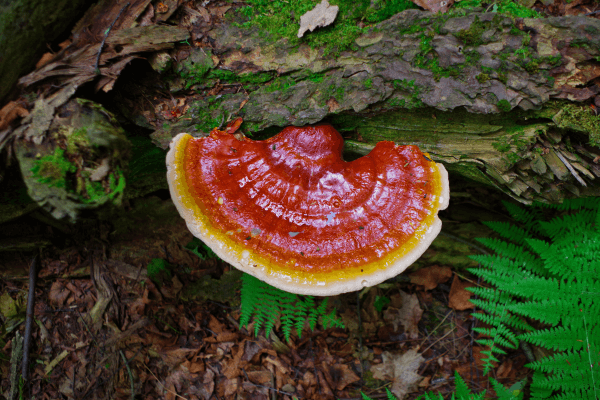 Reishi Mushroom