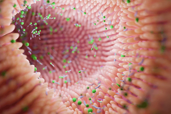 Microbiome intestine factories & microbiota