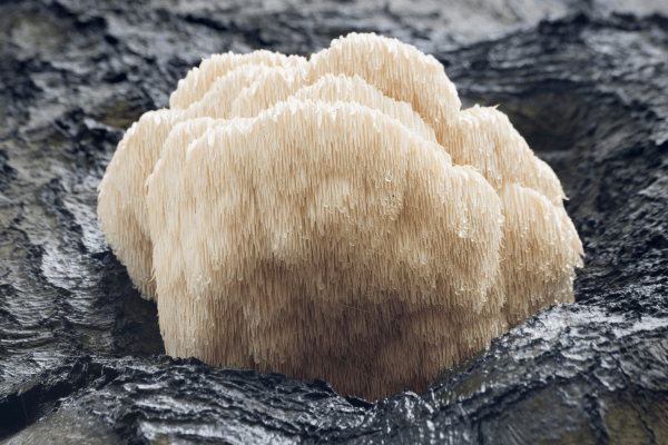 Lions Mane Mushroom