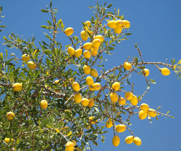 Argan Tree