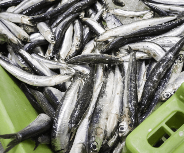 Anchovies and Sardines fishmonger