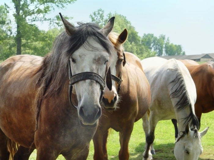 Depositphotos_5822252_s-2015