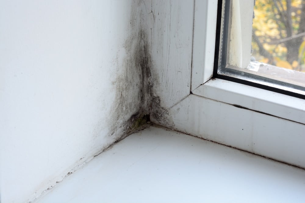 Mold on the window in the house