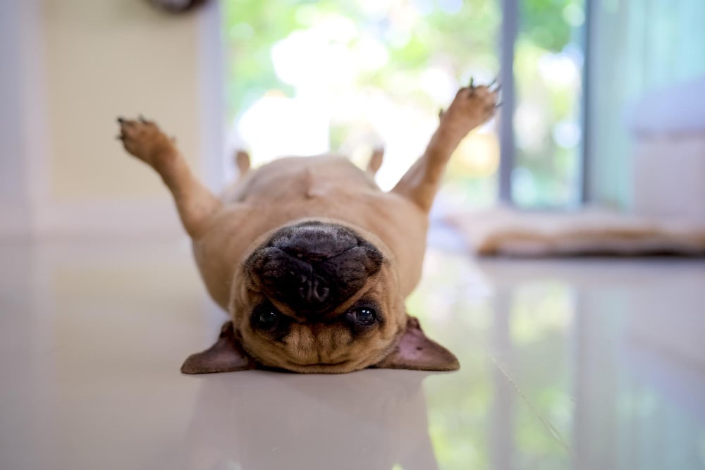 Pick Out Your Next Family Pet

