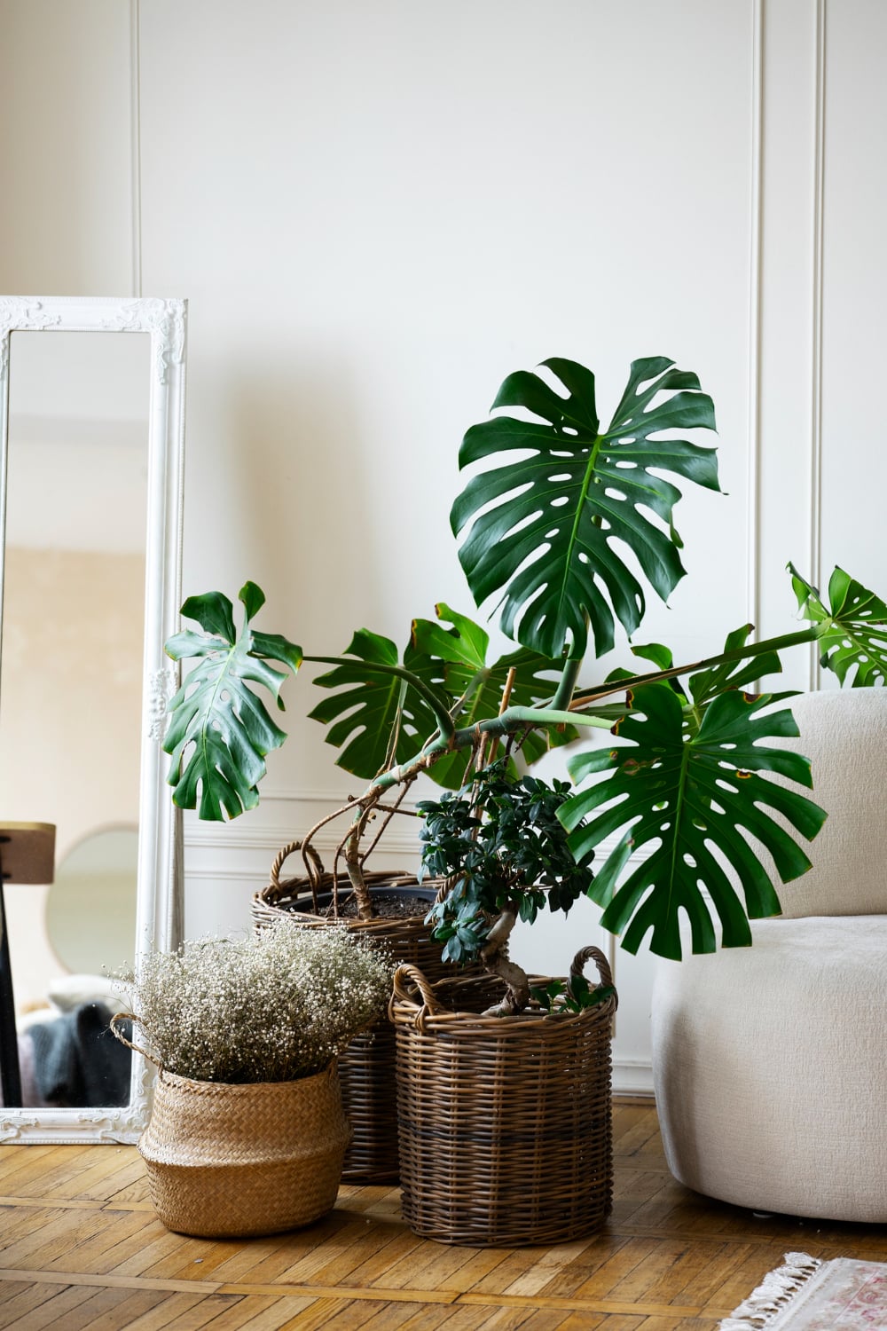 Free photo huge potted monstera plant in room
