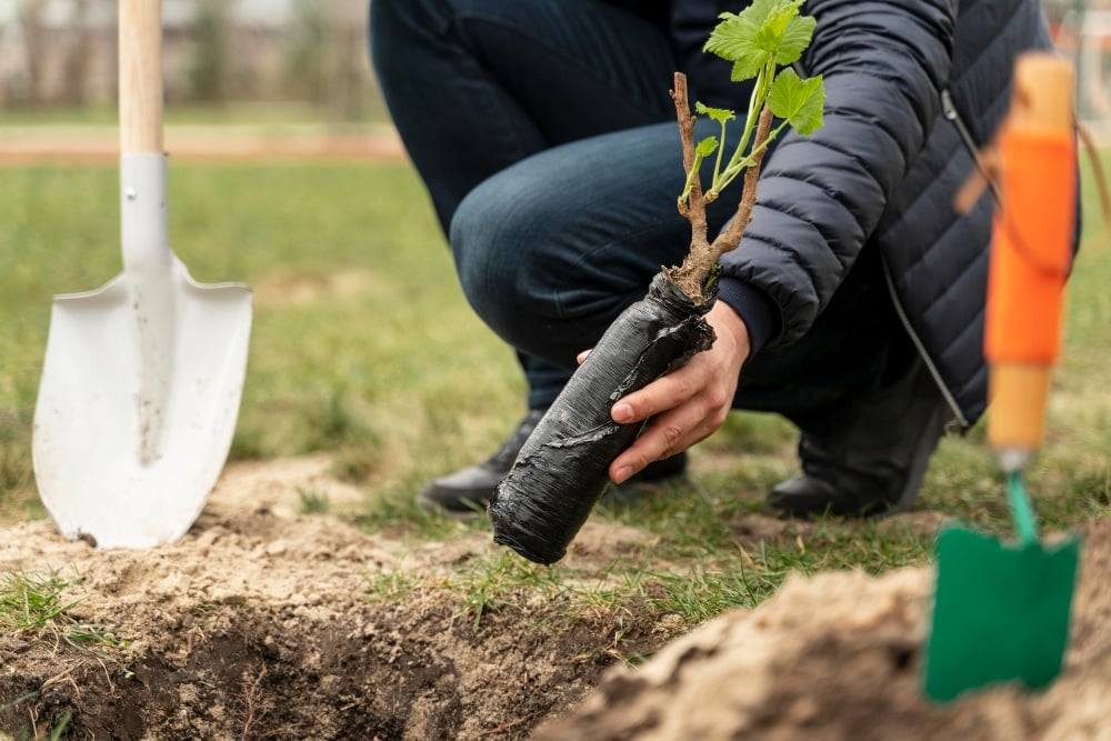 Man plating in the ground a small tree
