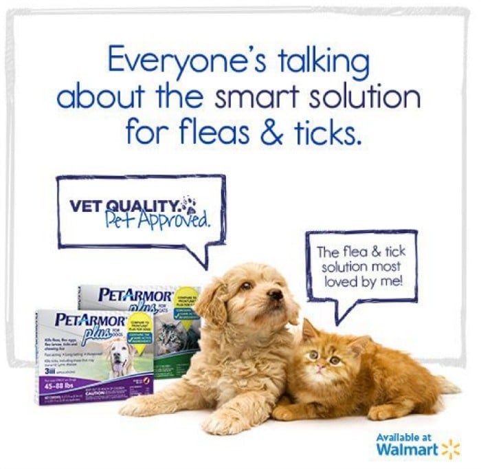 proactive about fleas