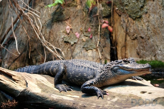 Tennessee Aquarium in Chattanooga TN