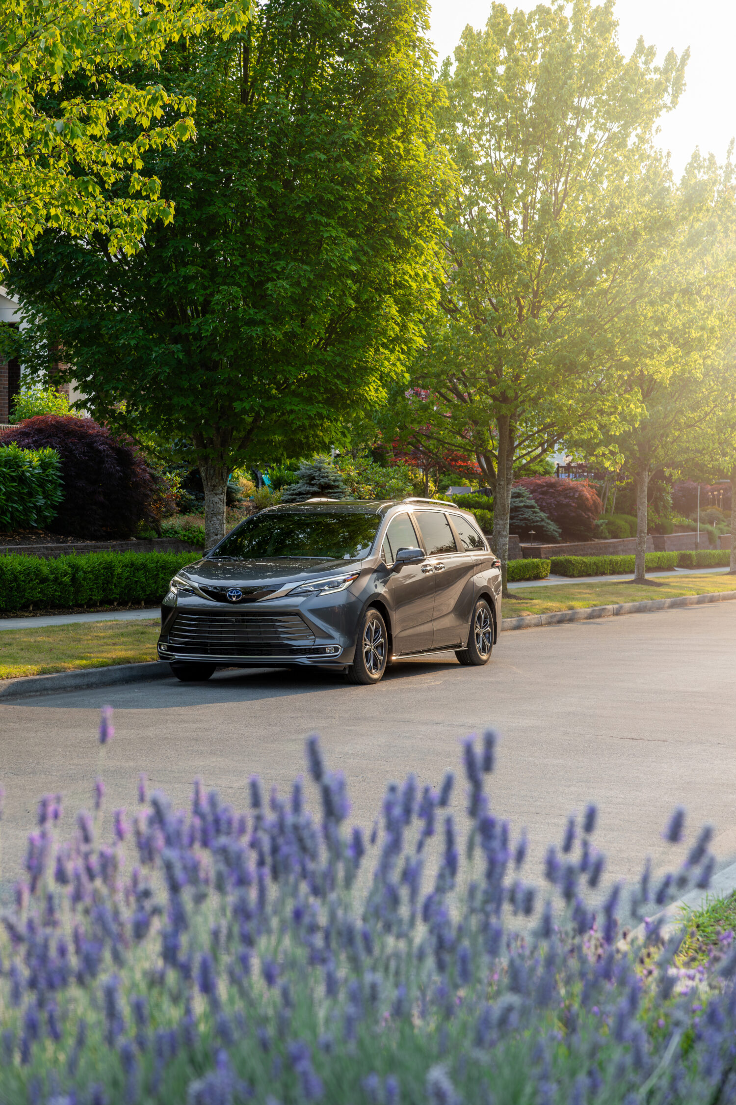 2025 Toyota Sienna Platinum AWD parked under trees on a quiet residential street, with lavender in the foreground.