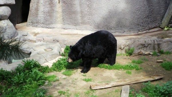 Tigers, Monkeys and Bears at The LA Zoo