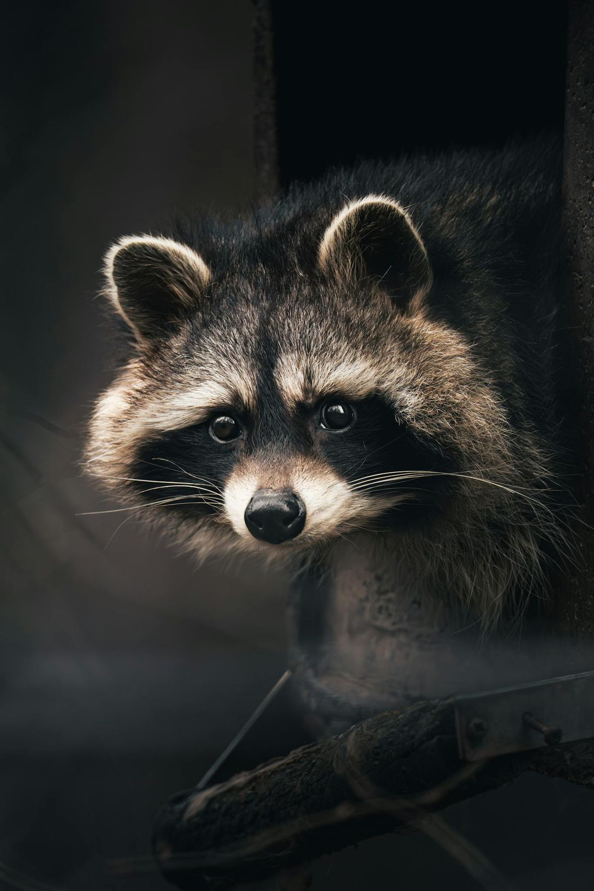 The Importance of Professional Wildlife Removal for Your Property