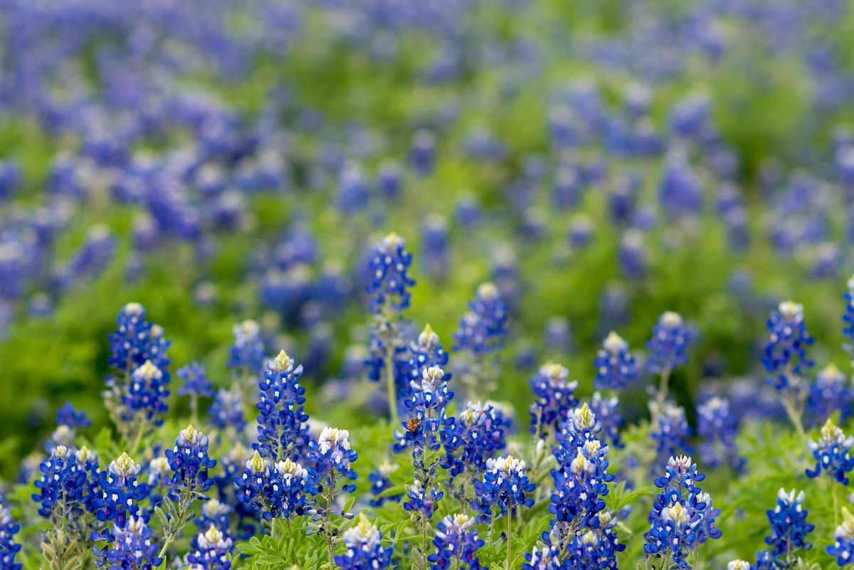 Essential Pitstops on a Road Trip Across Southern Texas