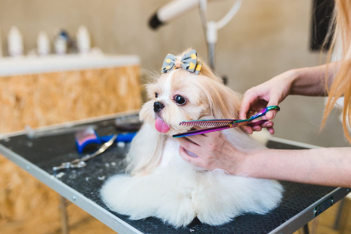 A First-Timer’s Checklist For Choosing Shih Tzu Puppies For Sale