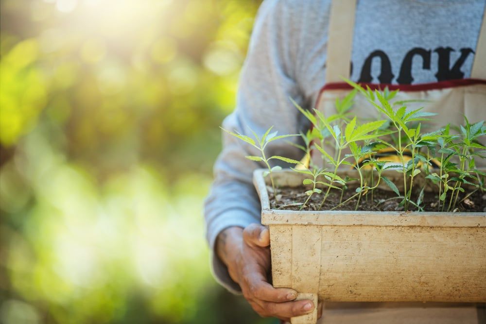 Barney's Farm Breaks Ground in the US Market