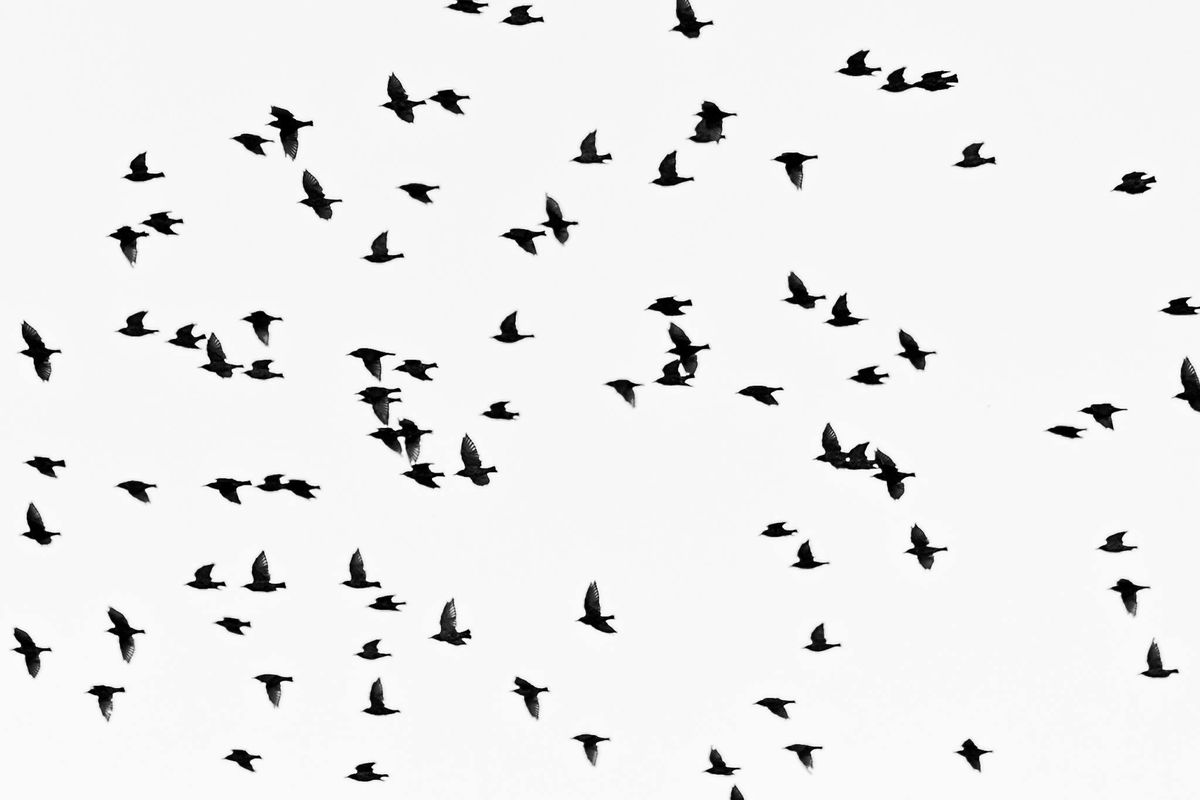 Natural Bird Repellents That Actually Work