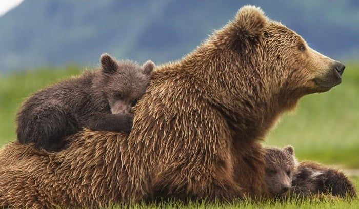 Be Inspired by Disneynature Bears