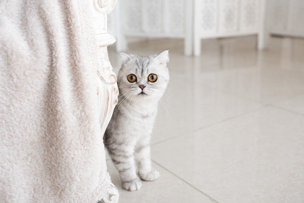 Tips for Choosing a Pet for Your Kids