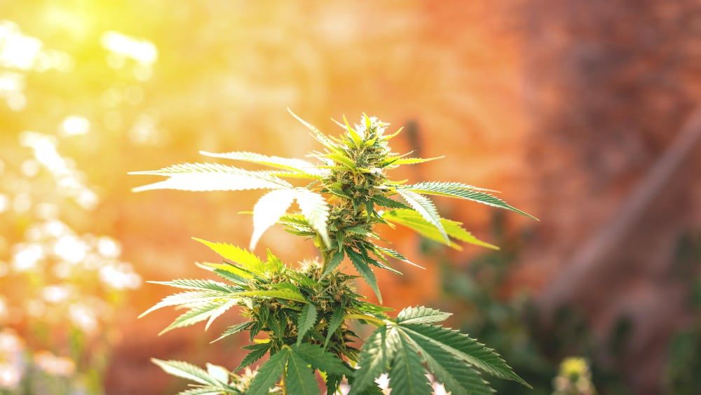 Maryland Legalizes Recreational Marijuana - What's on the Horizon?