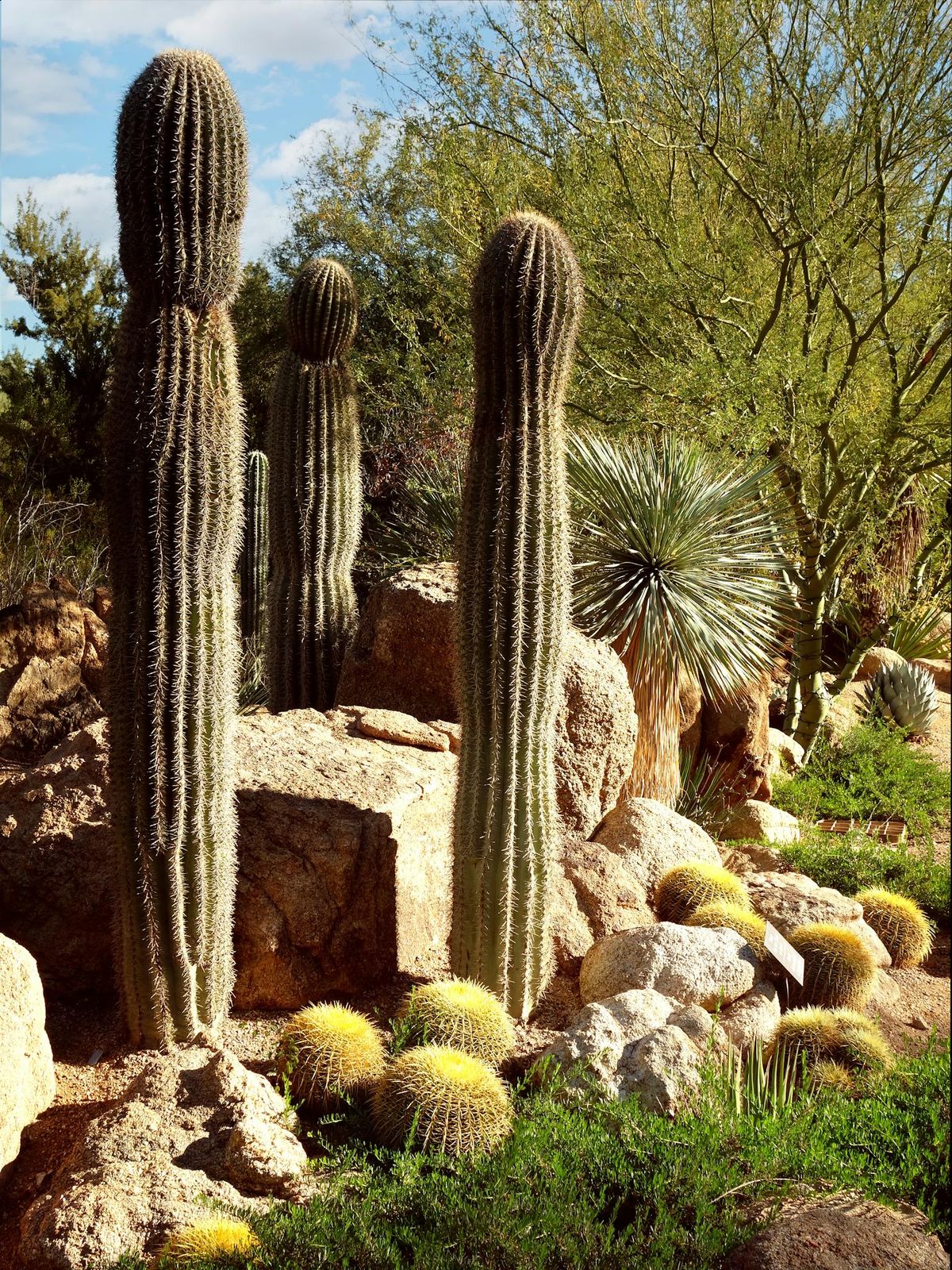 Stay Safe in the Valley of the Sun: A Visitor's Guide to Phoenix