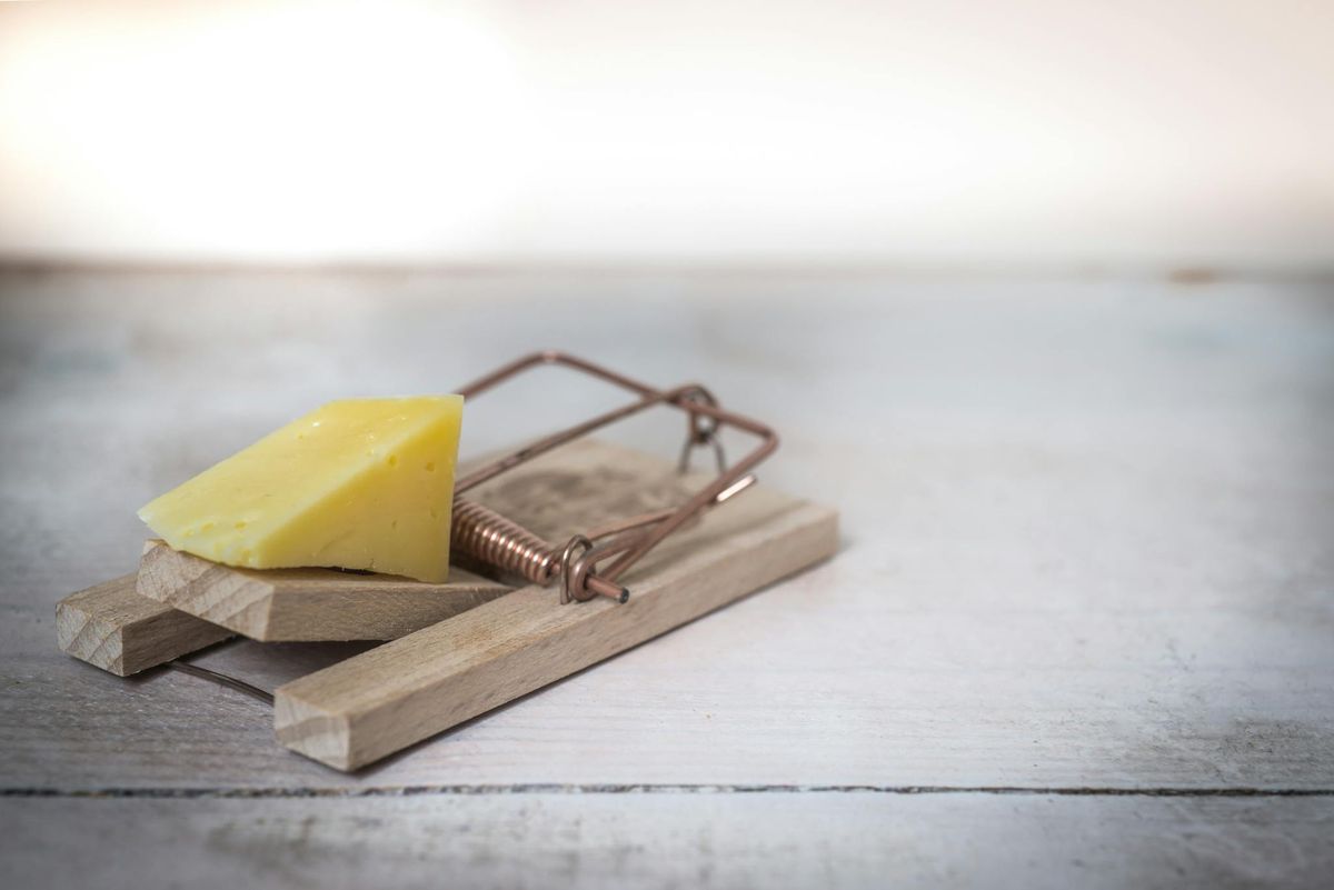 Safeguard Your Home from Pests with These Simple Yet Effective Solutions
