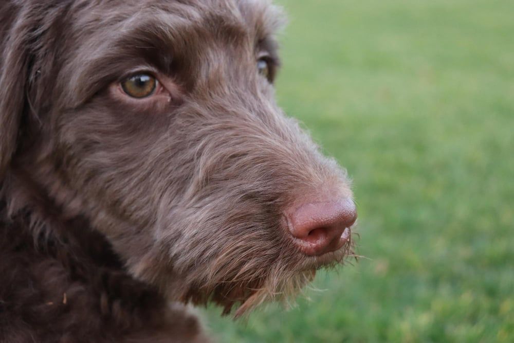 The Charm of Mini Aussiedoodles: A Perfect Pet Companion