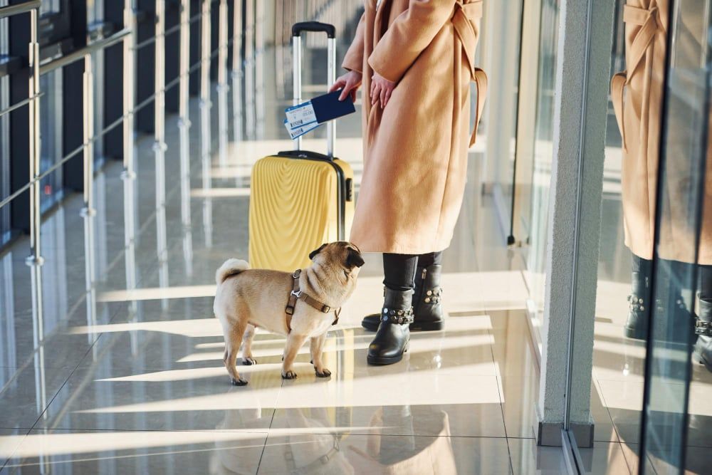 Want to Travel with Your Pet? Here’s What You Should Know