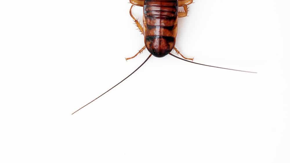 4 Ways to Ensure a Pest-Free Home for Your Family