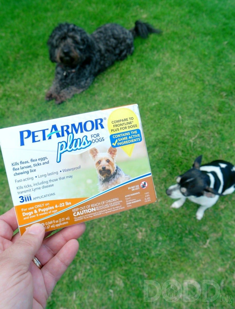 Being Proactive About Fleas For Dogs/Cats