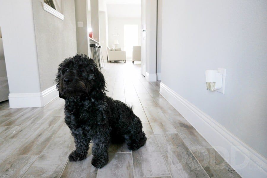 Top Effective Ways To Keep Your Dog Fit And Prevent Them From Overeating