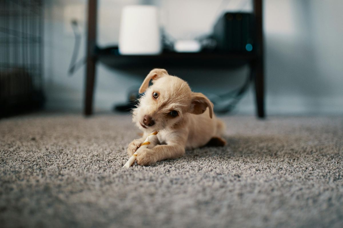 How Long Does Carpet Repair Take and What Should You Expect?