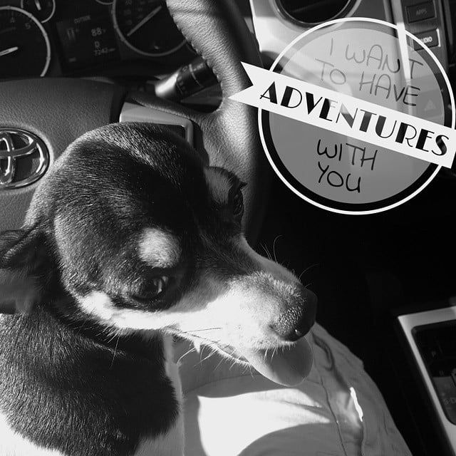 Honoring Your Beloved Pet with Meaningful Memorials
