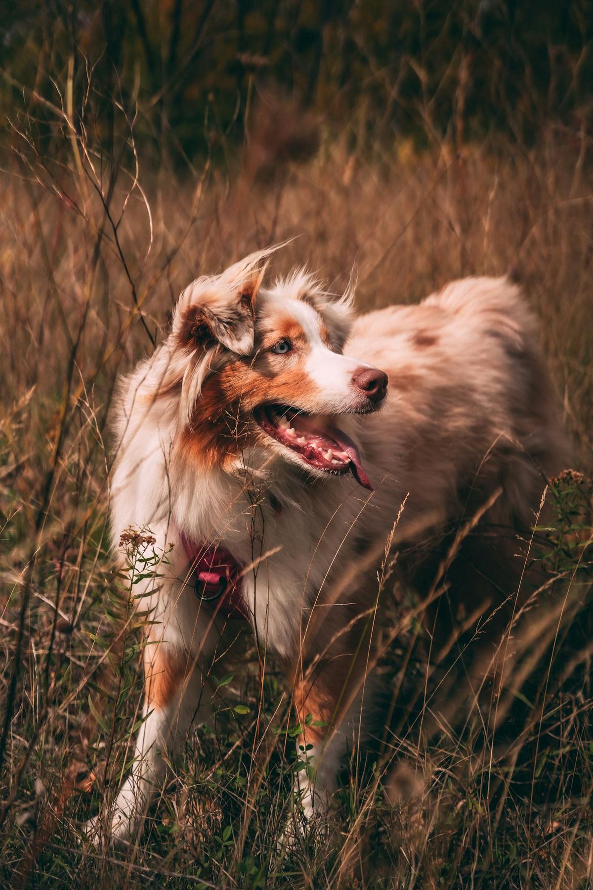Why Dog Harnesses Are Essential for Australian Dogs: Safety and Comfort