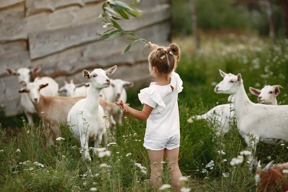 Why Farm Stays Make Perfect Vacation Experiences