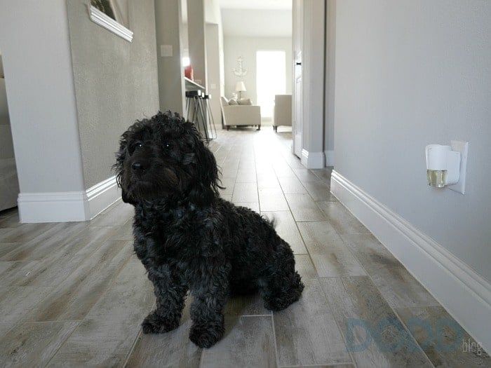 Eliminate Those Bad Odors in Your House with the Febreze PLUG
