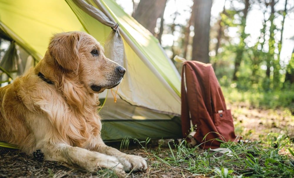 Cute and Fluffy - 6 Animals To Adopt For Your Child's First Pet