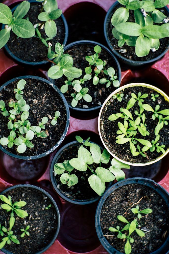 Green Thumbs Up: Family-Friendly Tips for Starting a Home-Based Herb Garden
