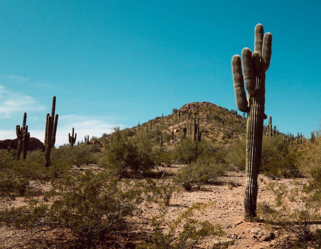 Discovering Phoenix and Scottsdale: Top Activities and Attractions Guide