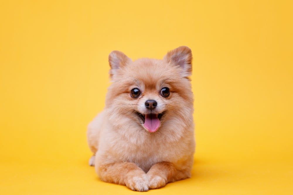 The Main Reasons Why You Should Get Your Child A Puppy