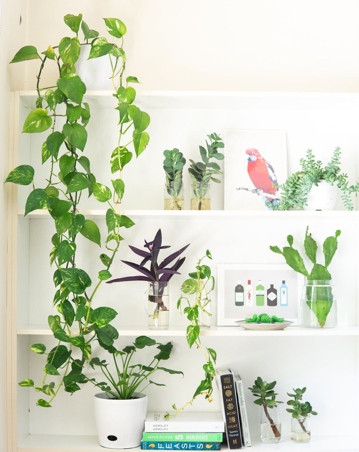 A Beginner's Guide to Indoor Gardening: Tips and Tricks