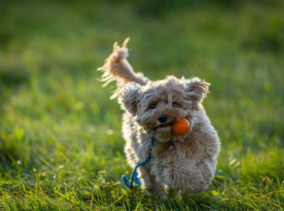 Tips for Raising Cavapoo Puppies