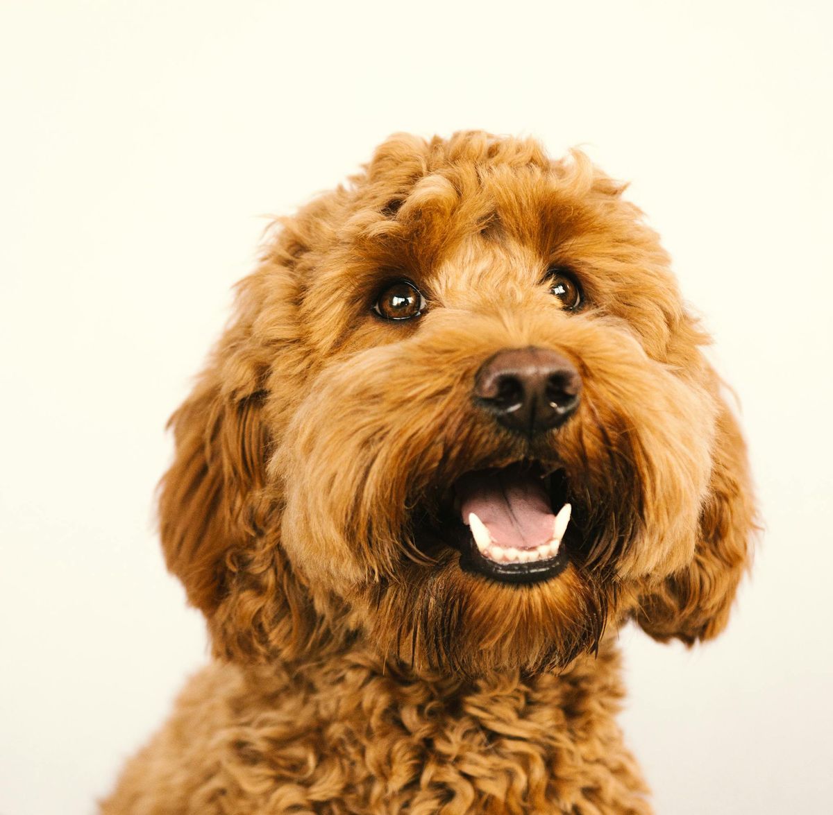 Is Your Child Eligible for a Service Dog? A Parent’s Checklist
