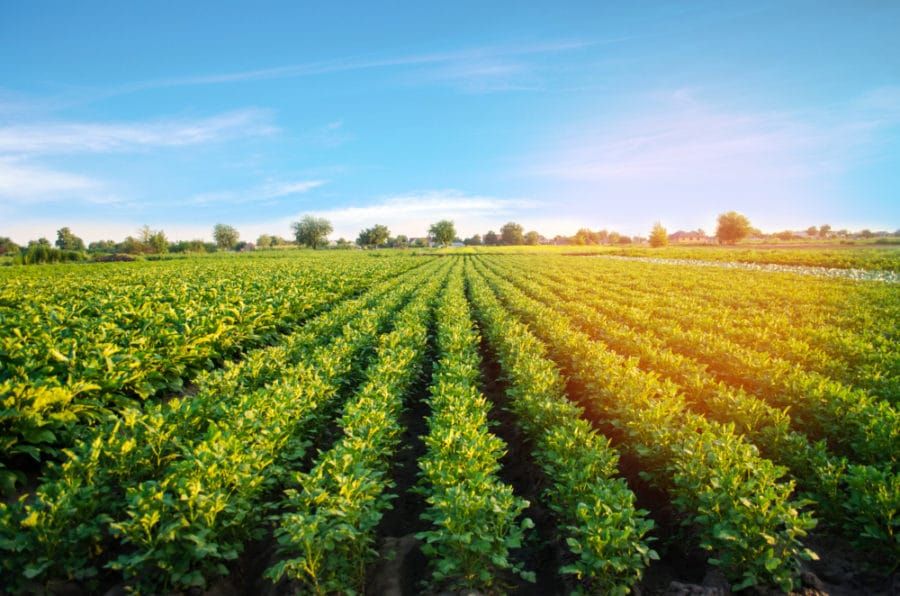 Smart Farming Bots Are Teaming Up to Boost Yields and Beat Pests