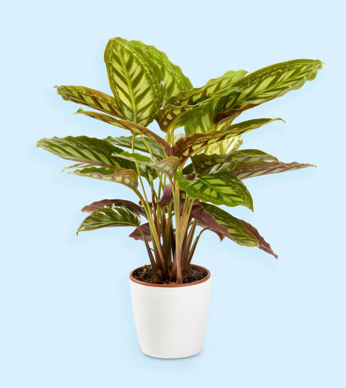 Guide On How To Care For Calathea Makoyana