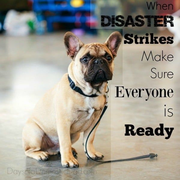 When Natural Disaster Strikes Make Sure Everyone is Ready Even Your Pets - Doggy Disaster Kit