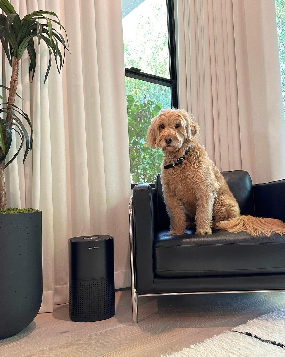 PuroAir Air Purifier Reviews: The Ultimate Guide to Cleaner Air at Home