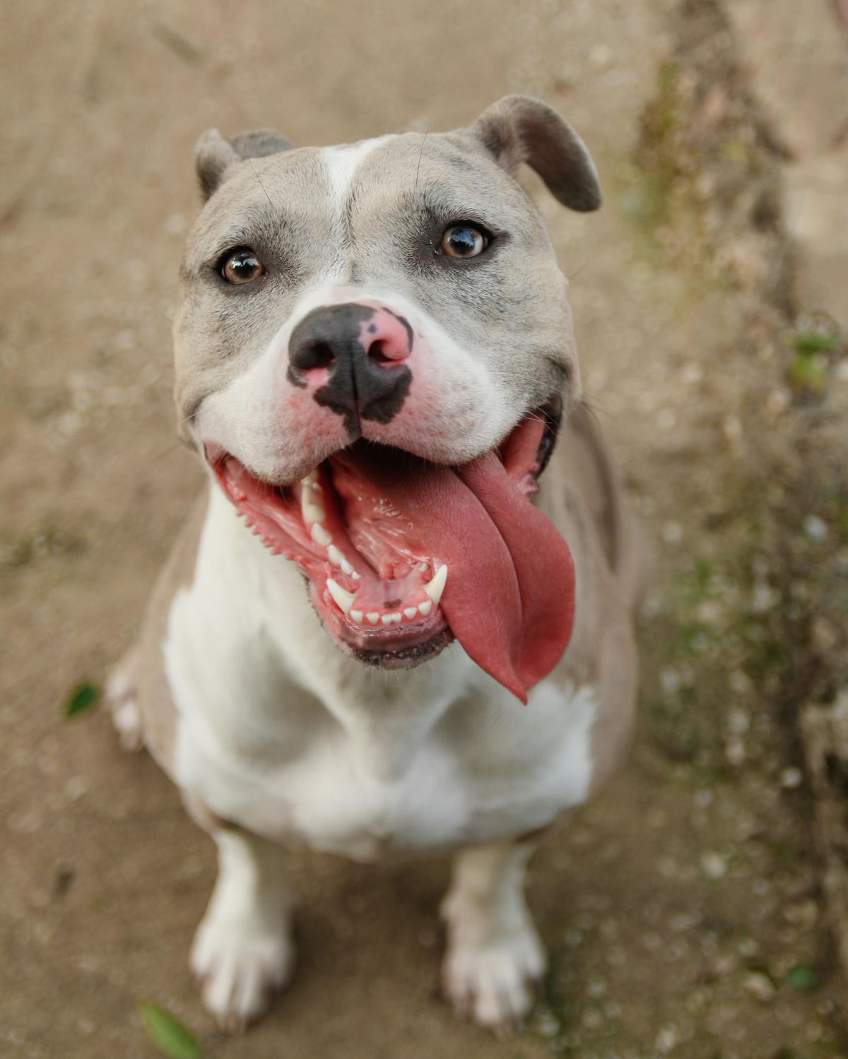 How Training Builds Confidence in Reactive & Aggressive Dogs