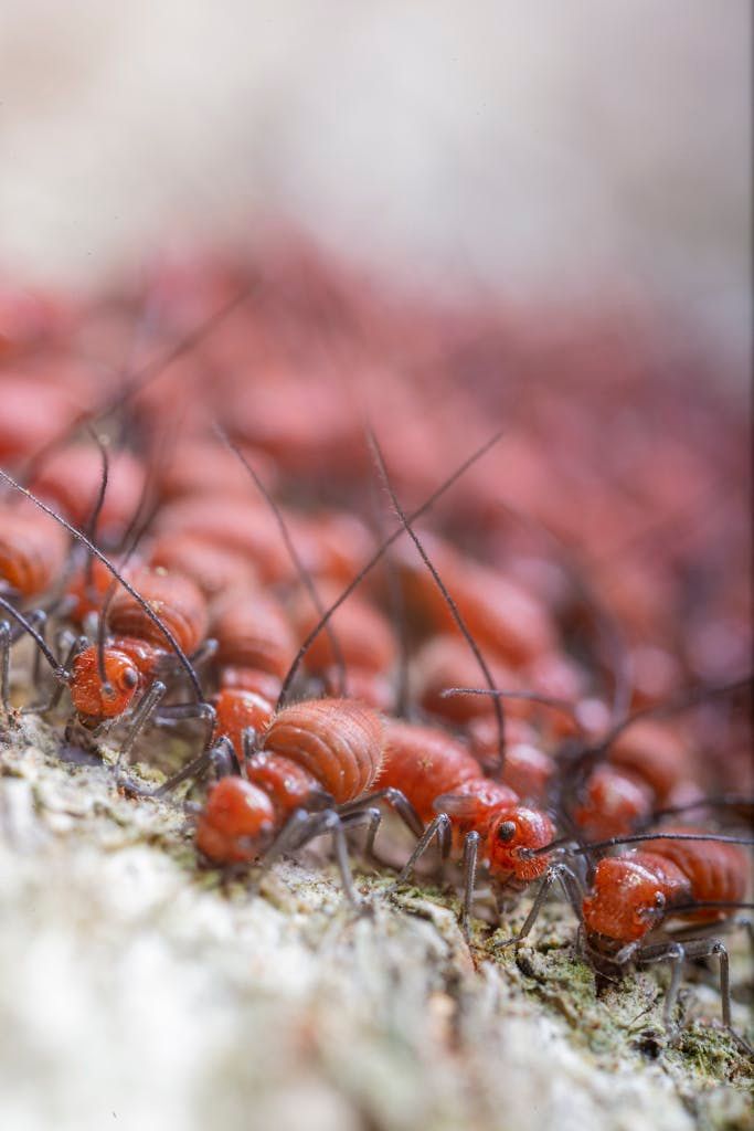 What to Expect During a Free Termite Inspection: A Step-by-Step Guide